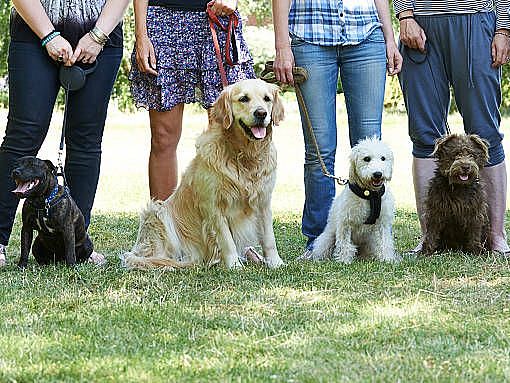 dogs sitting in a row in front of their handlers